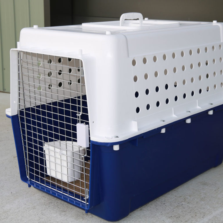 International Pet Transport Animal Travel Agency For The Vital Details